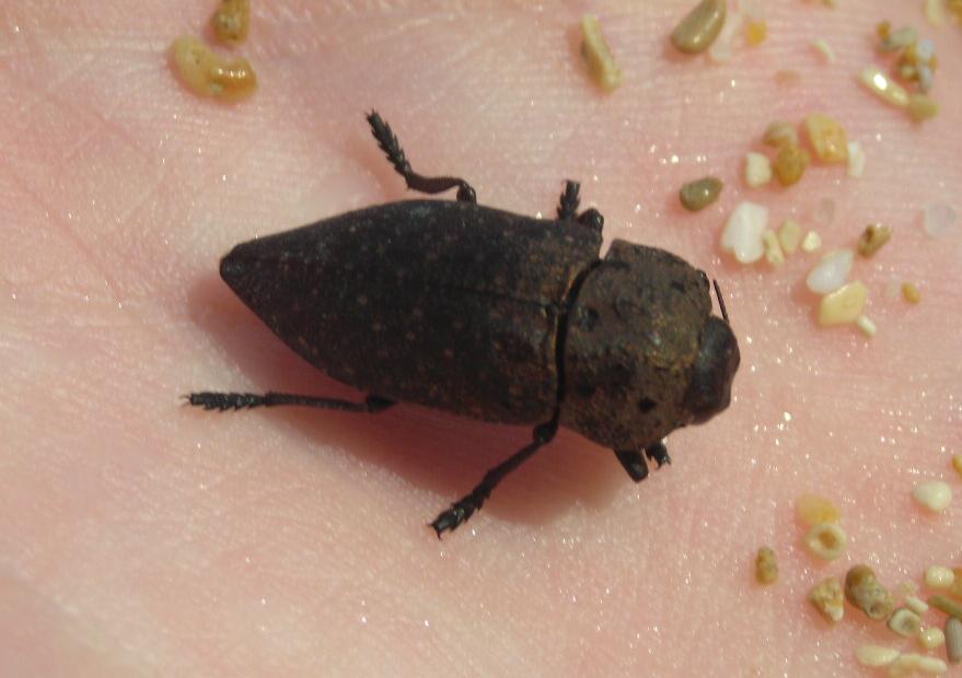 Capnodis tenebrionis e C. tenebricosa (Buprestidae)